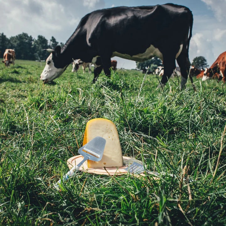 Feliator de Cașcaval Delft Blue
